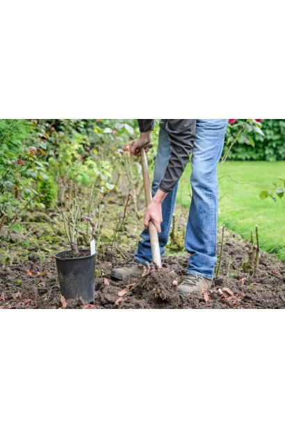 Роза Бест Импрешн – высадка саженца из контейнера в открытый грунт.